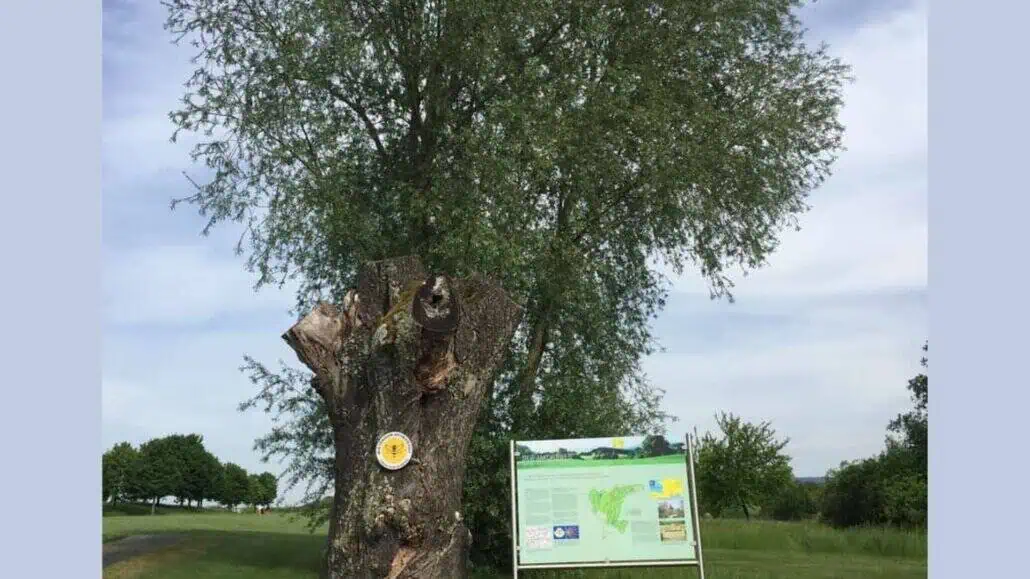 Sommerlinde GC Kirchheim-Wendlingen