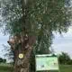 Sommerlinde GC Kirchheim-Wendlingen