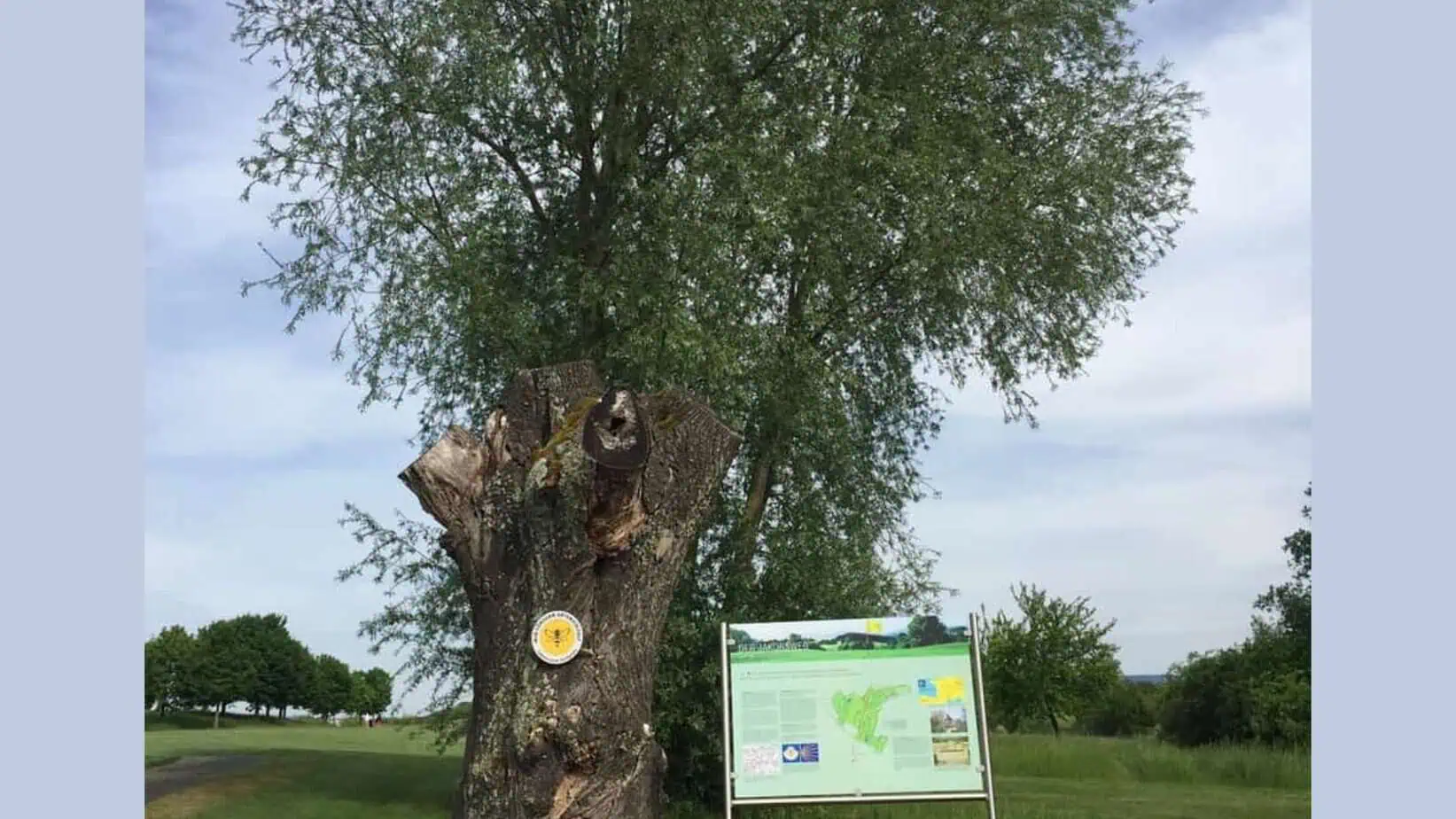 Sommerlinde GC Kirchheim-Wendlingen