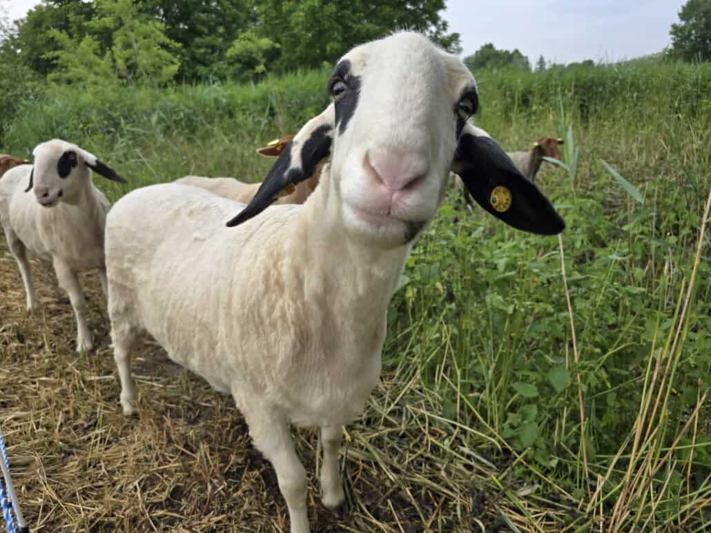 GC St. Leon Rot Schaf