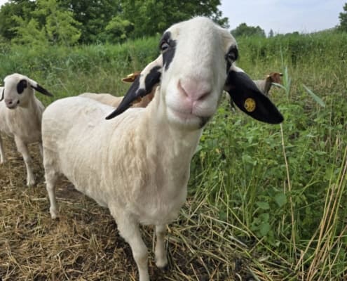 GC St. Leon Rot Schaf