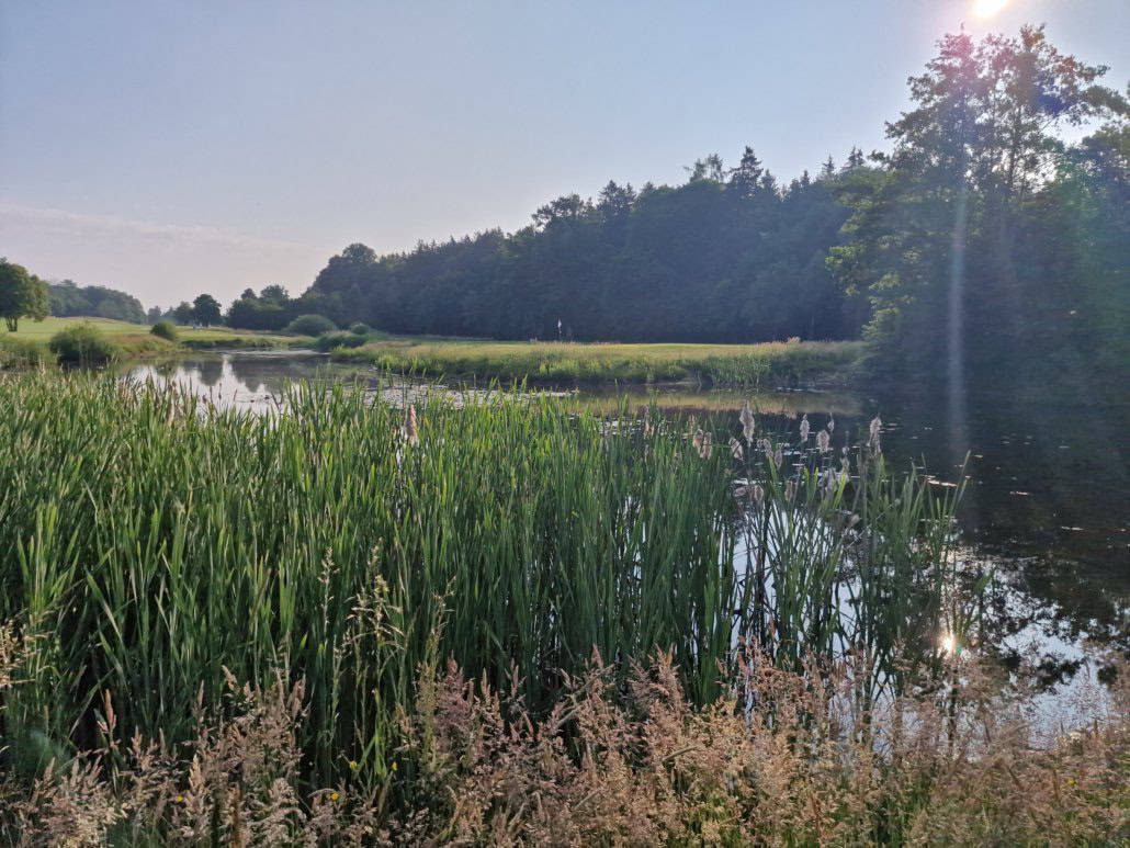 Teich in Abendstimmung