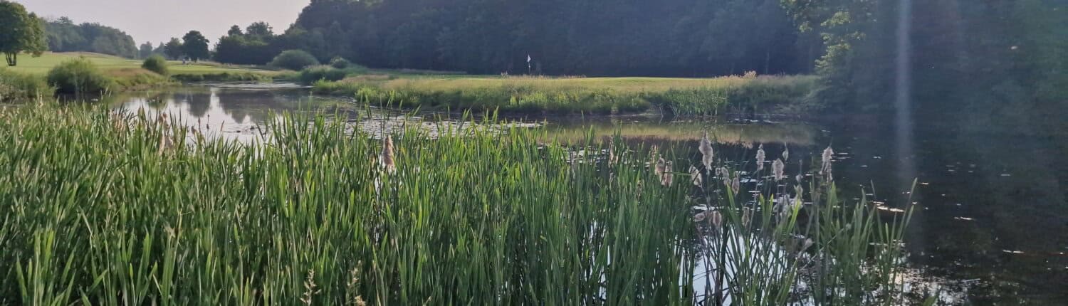 Teich in Abendstimmung