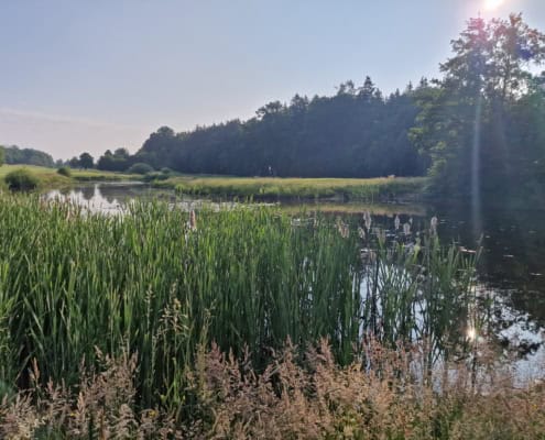 Teich in Abendstimmung