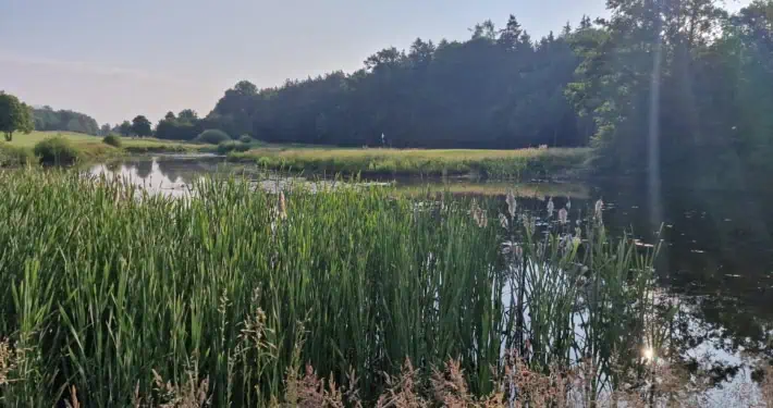 Teich in Abendstimmung
