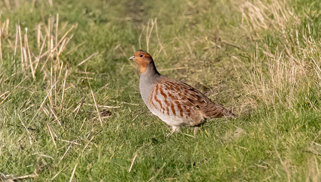 Partridge