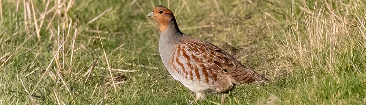 Partridge