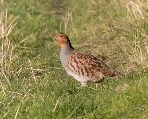 Partridge