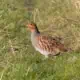 Partridge