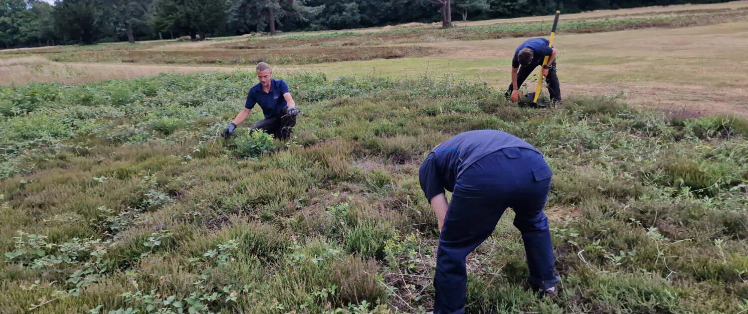 Greenkeeper working in heather ares
