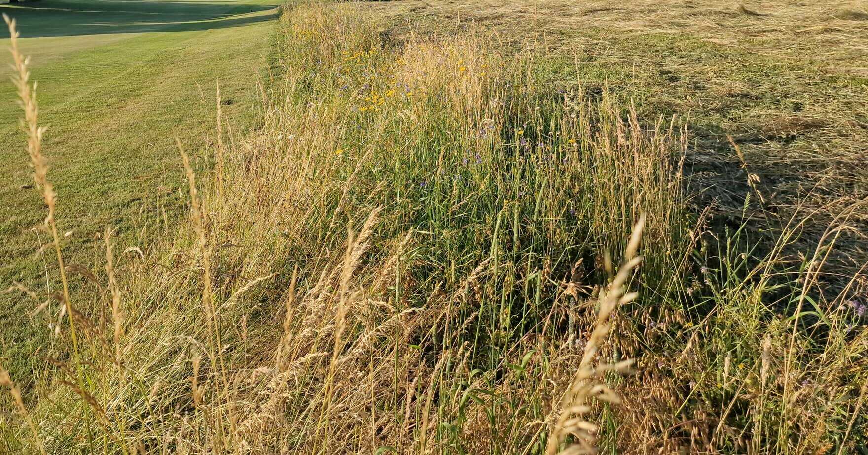 strip mowing on a golf course