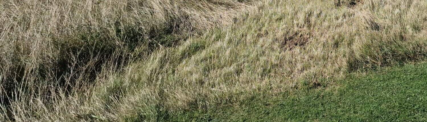Streifenmahd auf einem Golfplatz