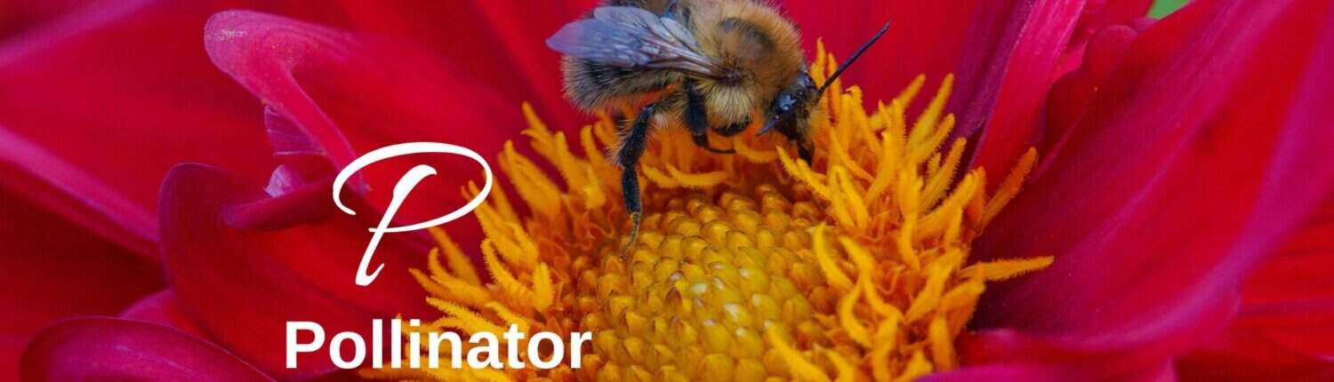 Pollinator