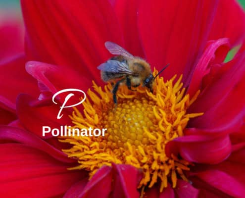 Pollinator