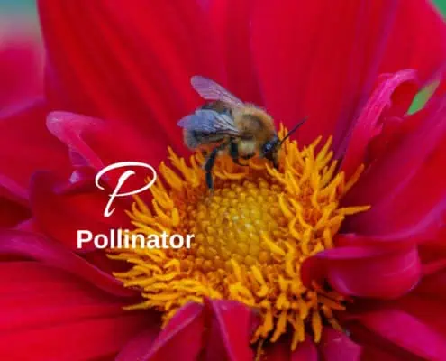 Pollinator