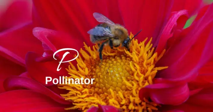 Pollinator