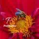 Pollinator