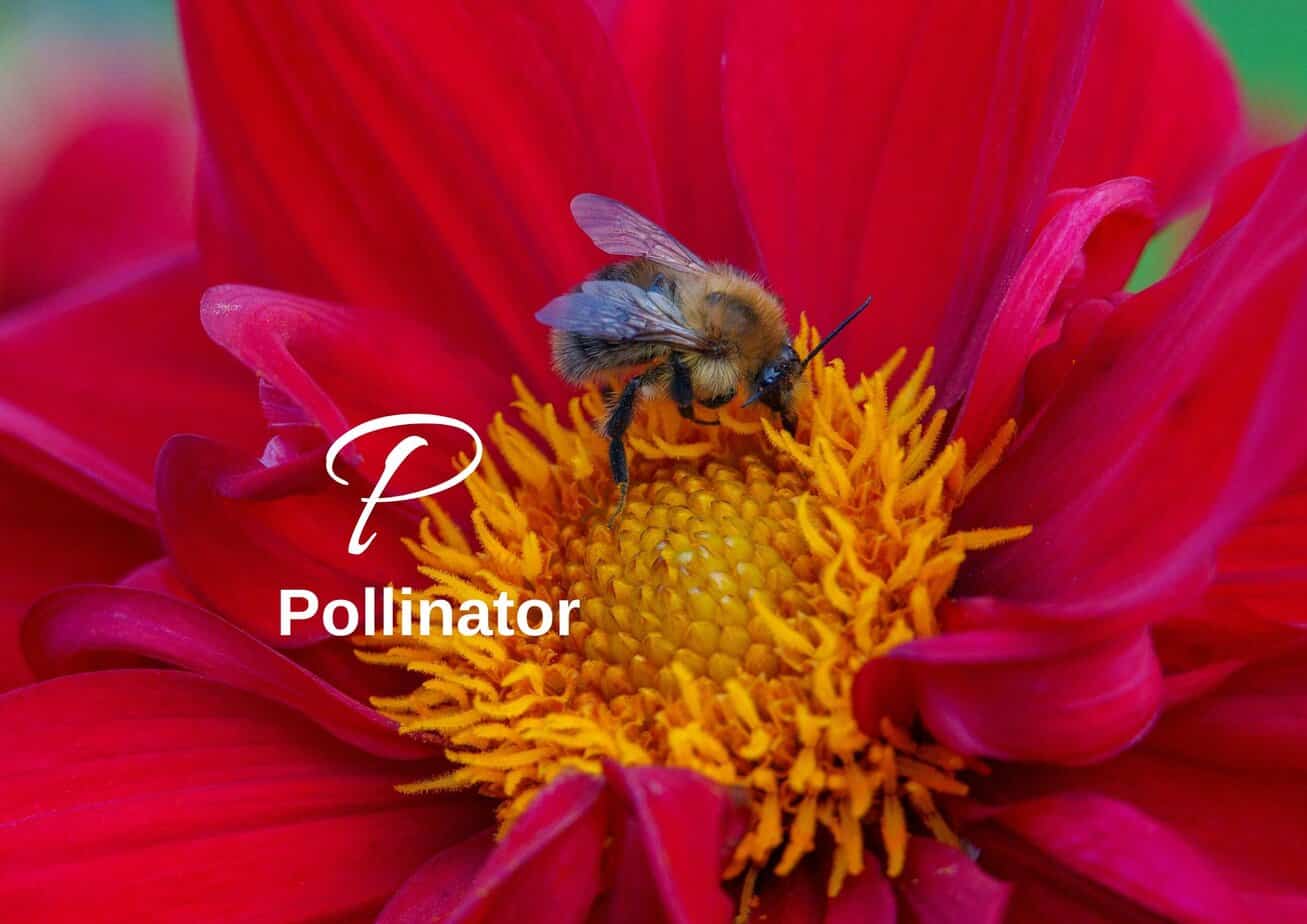 Pollinator