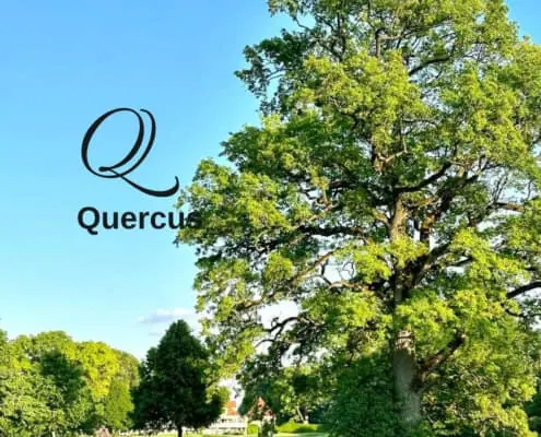 Biodiversity encyclopedia Quercus