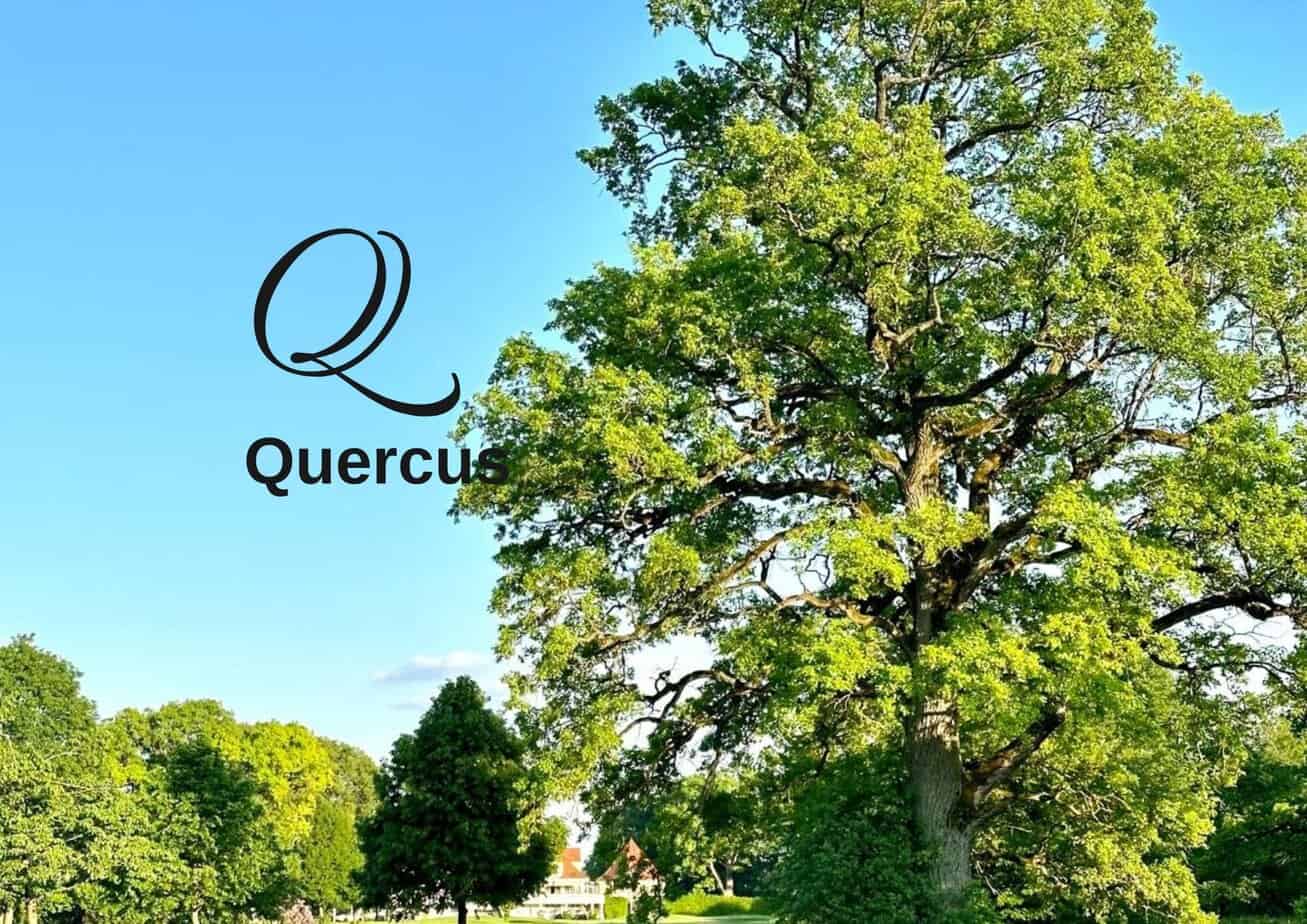 Biodiversity encyclopedia Quercus