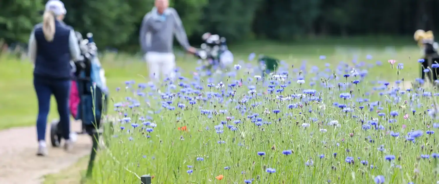 Blühwiese Wulfsmühle Blühwiese Golfanlage Wulfsmühle