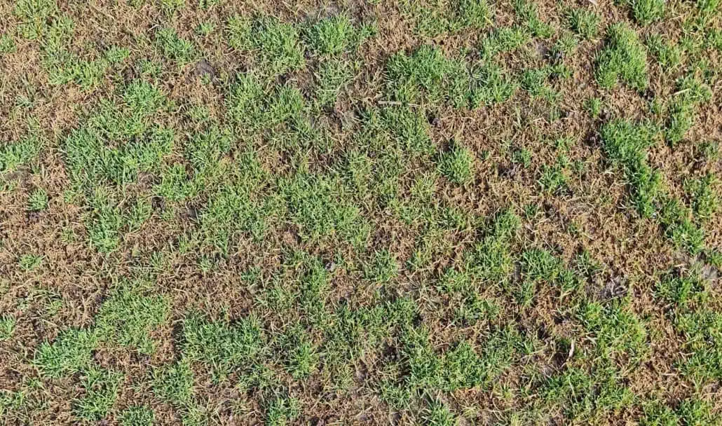 Overseeding