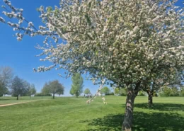 Streuobstwiese auf dem Golfplatz