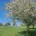 Orchard meadow on the golf course