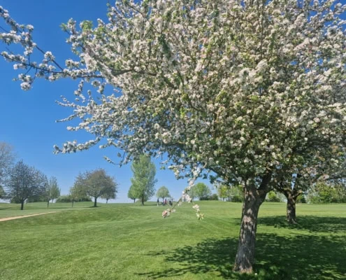 Orchard meadow on the golf course