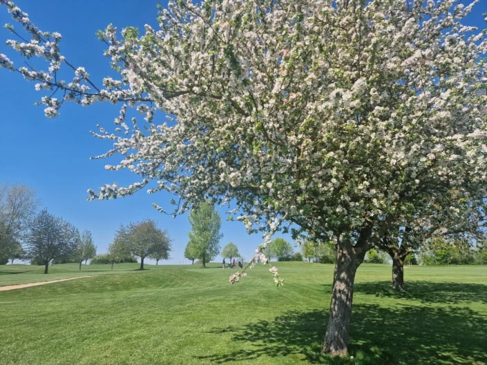 Orchard meadow on the golf course