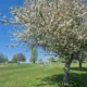 Orchard meadow on the golf course