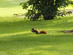 Biodiversity -copyright G&LC Berlin Wannsee