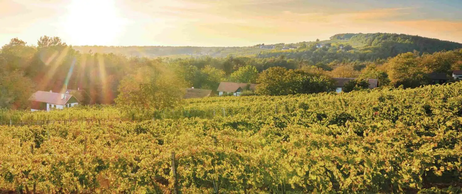 Csaterberg01_landscape_enjoyment_subject(c)Burgenland Tourismus_Paul Szimak In the Csaterberg wine region, the small winegrowers' houses are rented out to tourists (Photo: Burgeland Tourismus Paul Zimak)