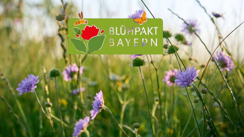 Blühpakt Bayern: Praxistag im GC Mainsondheim