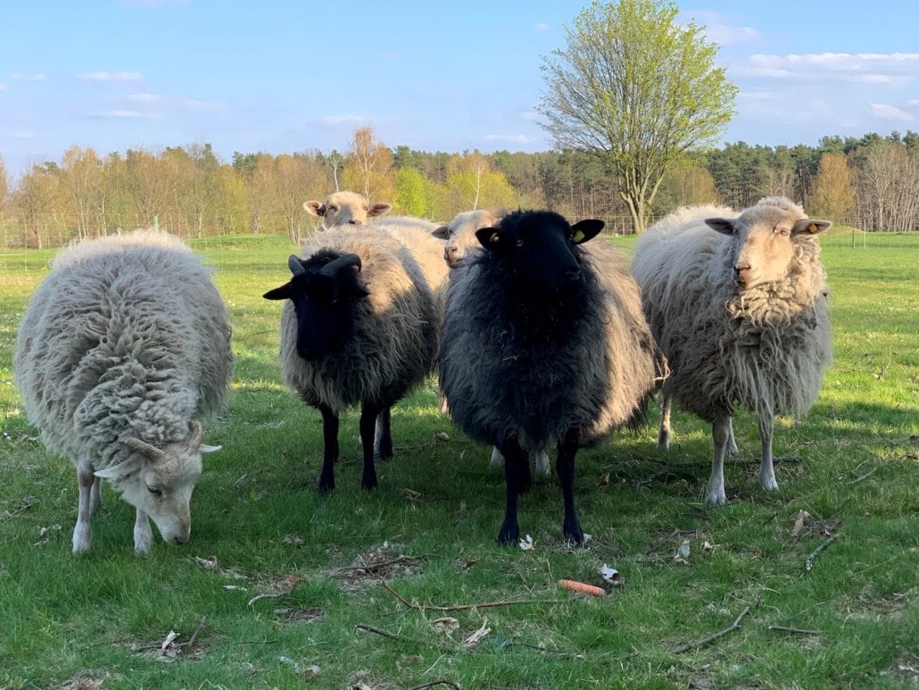 Schafe - Biodiversität zum Anfassen