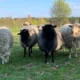 Sheep - biodiversity you can touch
