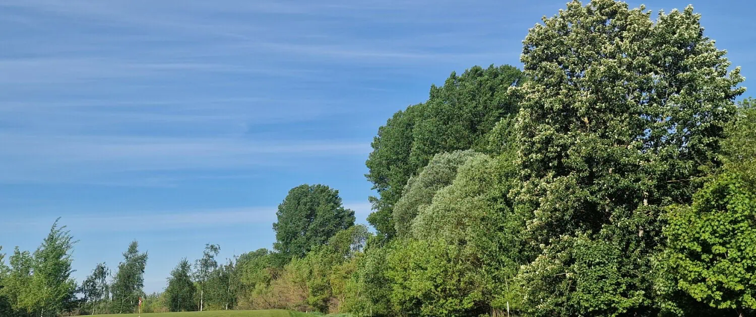 The large, diverse hedges are a striking feature of the Pankow grounds. It is rare to find such large, networked hedgerows in the Berlin interior The large, diverse hedges are a striking feature of the Pankow grounds. It is rare to find such large, networked hedgerows in the Berlin interior