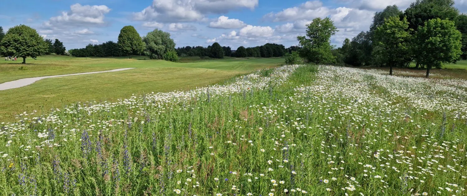 Species-Rich Meadow at Berliner GC Stolper Heide Species-Rich Meadow at Berliner GC Stolper Heide