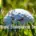 World Environment Day