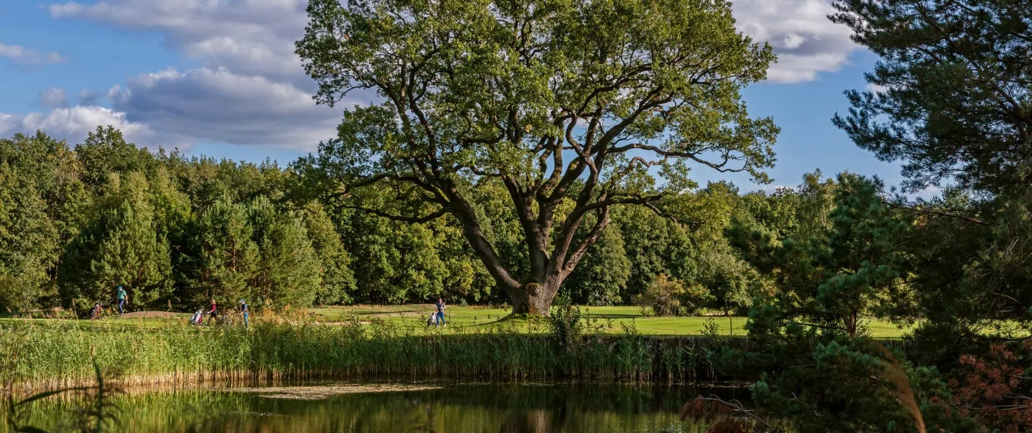Eiche im Golfresort Semlin Eiche im Golfresort Semlin