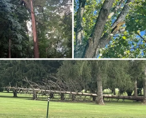 Baum Totholz und Grünastbruch Golf Sustainable