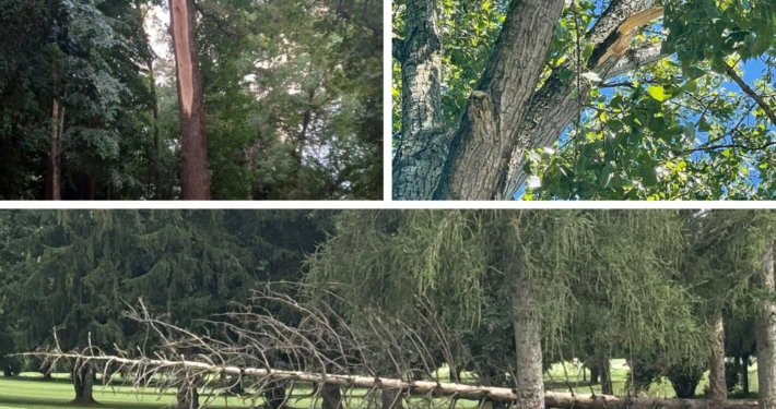 Trees, Deadwood, and Broken Green Branches Golf Sustainable