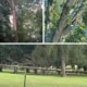 Trees, Deadwood, and Broken Green Branches Golf Sustainable