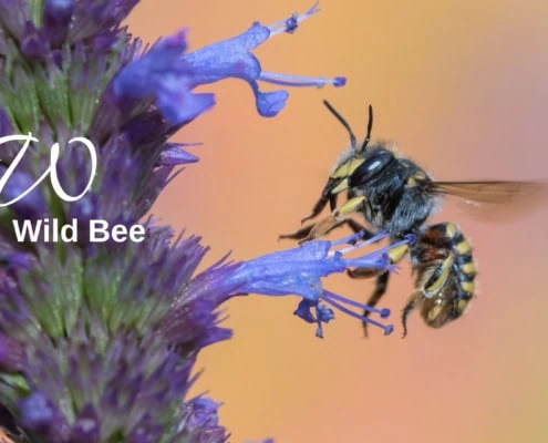 Wild bee biodiversity lexicon