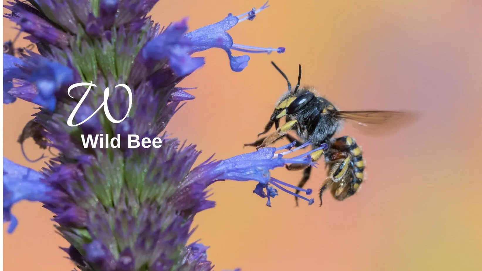 Wild bee Biodiversitätslexikon Wild bee biodiversity lexicon