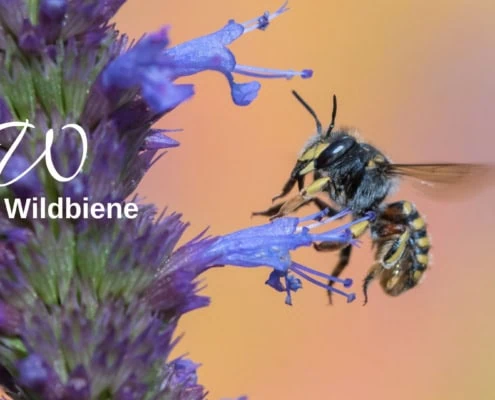 Wildbiene Biodiversitätslexikon