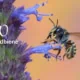 Wildbiene Biodiversitätslexikon