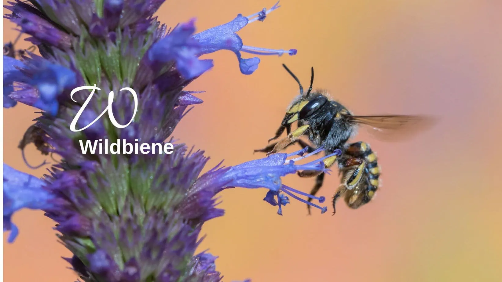 Wildbiene Biodiversitätslexikon Wildbiene Biodiversitätslexikon