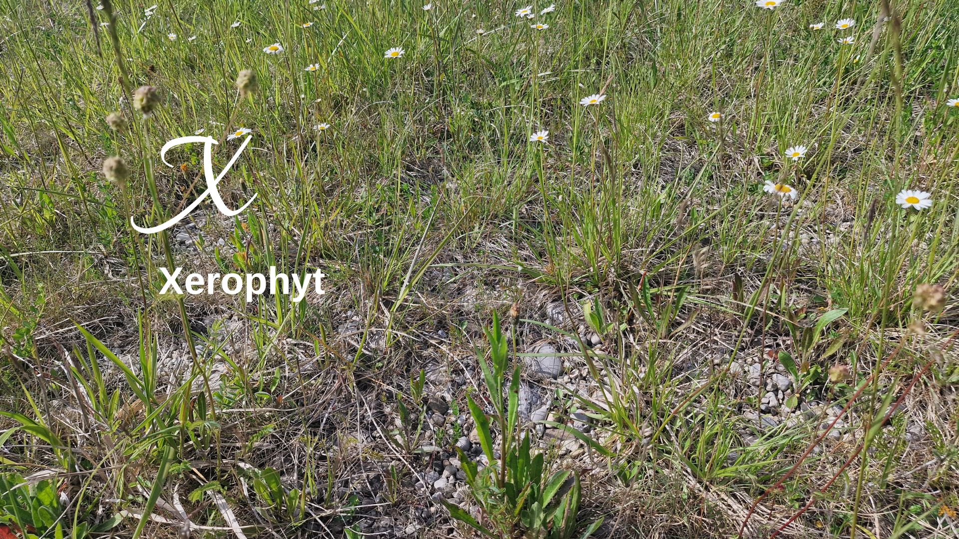 Biodiversitäts-Lexikon Golf Sustainable Xerophyt