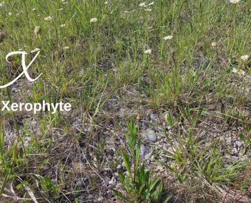 Xerophyte on a golf course